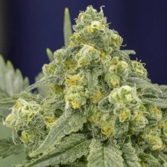 Silent Seeds Sementes de Cannabis Clássicas White Widow Feminizadas