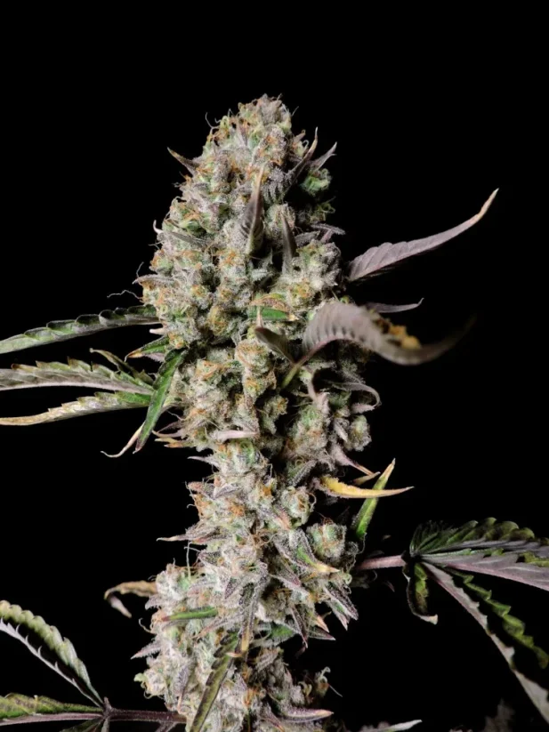 Fast Buds Cannabis Seeds Gorilla Zkittlez Auto