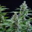 Royal Queen Seeds Cannabis Seeds Easy Bud Auto