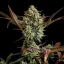 Fast Buds Cannabis Frø Ztrawberriez Auto