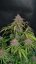 Semillas de Marihuana Fast Buds Gorilla Punch Auto