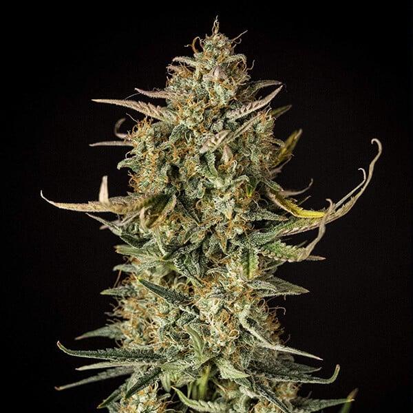 Royal Queen Seeds Cannabis Seeds Fat Banana Auto