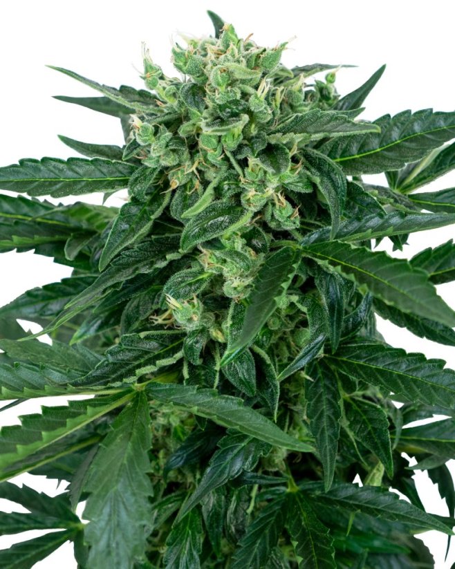 Sensi Seeds Kannabisfræ Sensi Amnesia Automatic Feminized, 3-10 stk