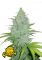 Fast Buds Cannabis Seeds Cheese Auto