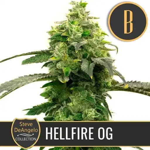 Blimburn Seeds Cannabis Seeds Hellfire OG By Steve DeAngelo's Feminized