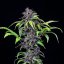 Royal Queen Seeds Cannabis Seeds Purplematic Auto (High CBD)