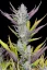 Fast Buds Cannabis Seeds Bröllopslim Auto