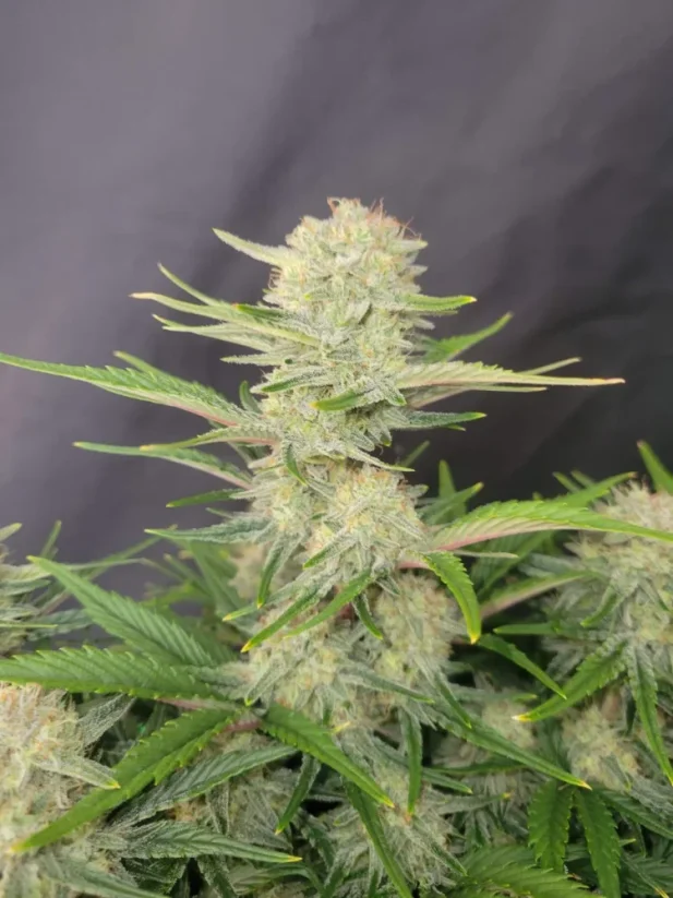 Fast Buds Cannabis Seeds Aprikos Auto