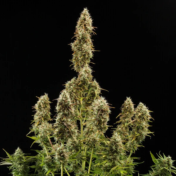 Royal Queen Seeds Sementes de Cannabis Royal Jack Auto