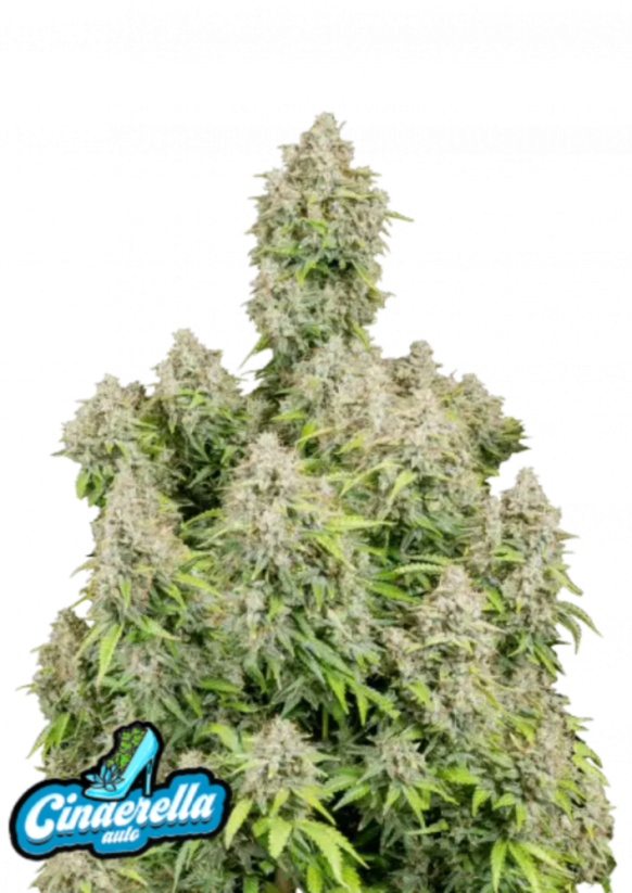 Hạt giống cần sa Fast Buds Cinderella Auto