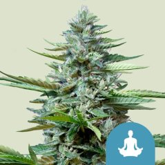 Royal Queen Seeds Sementes de Cannabis Stress Killer Auto (Alto CBD)