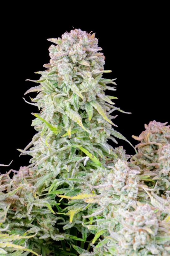 Fast Buds Żrieragħ tal-Kannabis Afghan Kush Auto