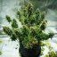 Royal Queen Seeds Seminte de canabis Royal Haze Auto