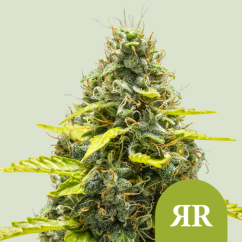 Royal Queen Seeds Cannabis Seeds Royal Runtz Auto