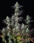 Fast Buds Cannabis Seeds Mimosa Cake Auto