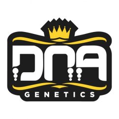 1x OG Kush (semințe feminizate de la DNA Genetics)