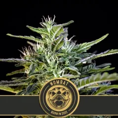 Blimburn Seeds Cannabis Seeds Wombat Feminized