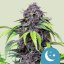 Royal Queen Seeds Cannabis Seeds Purplematic Auto (High CBD)