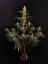 Fast Buds Sementes de Cannabis Jack Herer Auto