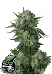 Hạt giống cần sa Fast Buds Moby Dick Auto