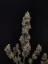 Fast Buds Sementes de Cannabis Chemdawg Auto