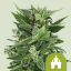 Royal Queen Seeds Насіння конопель Royal Kush Auto