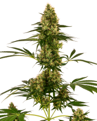 Sensi Seeds Cannabis Seeds Blue Bullet Automatic® Feminized, 3-10 ks