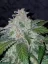 Graines de cannabis Fast Buds Tangie Auto