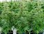 Royal Queen Seeds Graines de cannabis Orion F1 Auto