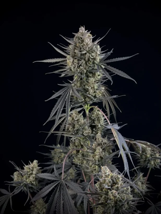 Fast Buds Żerriegħa tal-Kannabis Pound Cake Auto