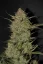 Sementes de cannabis Fast Buds OG Kush Auto