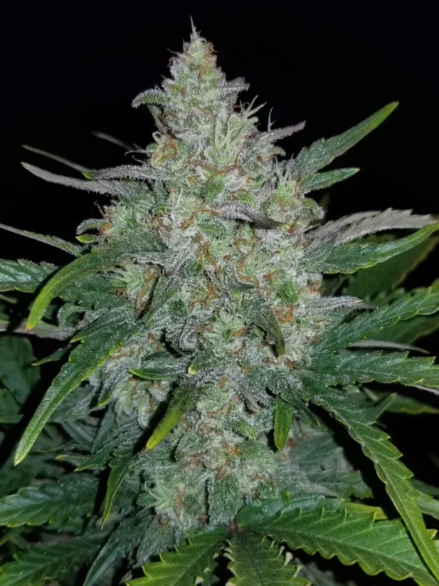 Fast Buds Sjemenke konoplje Rhino Ryder Auto