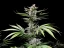 Semillas de Marihuana Fast Buds Cherry Cola Auto