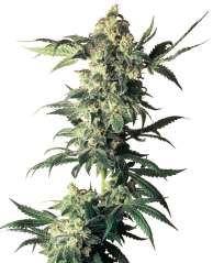 Sensi Seeds Насіння коноплі Northern Lights Feminized by White Label, 3-10 шт.