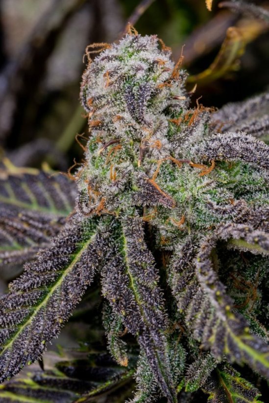 Fast Buds Semená kanabisu Banana Purple Punch Auto