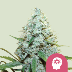 Royal Queen Seeds Kenevir Tohumu AMG Dişileştirilmiş