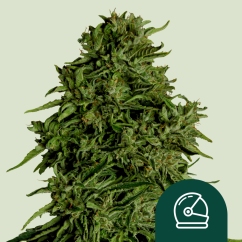 Royal Queen Seeds კანაფის თესლი Cosmos F1 Auto