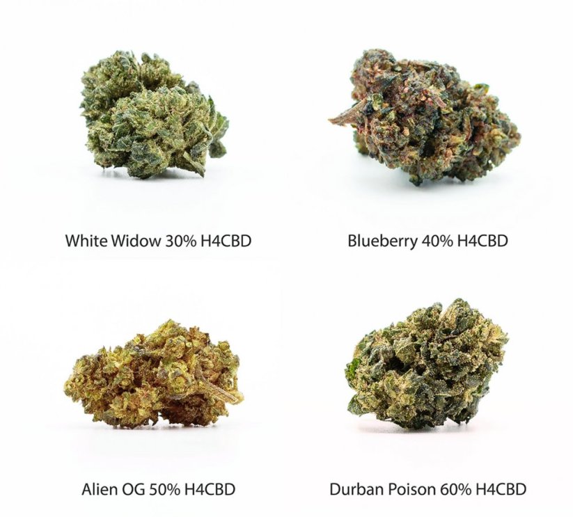 Mėginių rinkinys H4CBD Gėlės - White Widow 30% H4CBD, Blueberry 40% H4CBD, Alien OG 50% H4CBD, Durban Poison 60% H4CBD, 4 x 1 g