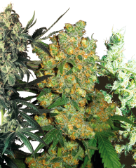 Sensi Seeds Konopljina semena Feminized Mix® , 5-20 kos