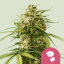 Royal Queen Seeds Cannabis Seeds Gushers Feminized