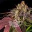 Blimburn Seeds 大麻種子 ピンク ランツ オート