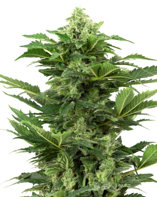 Sensi Seeds Hạt giống cần sa Afghan Pearl CBD tự động được làm giống cái, 3-10 hạt