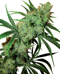 Sensi Seeds Cannabisfrø Fruity Juice® Regular, 10 stk.