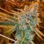 Fast Buds Sementes de Cannabis West Coast OG Auto