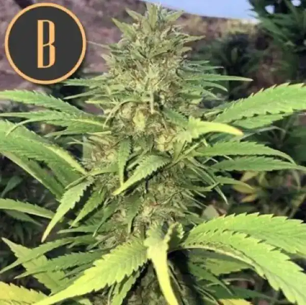 Blimburn Seeds Cannabis Seeds Santa Muerte Feminized