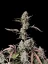 Fast Buds Cannabis Seeds Gorilla Zkittlez Auto