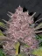 Fast Buds Esrar Tohumları Blackberry Auto