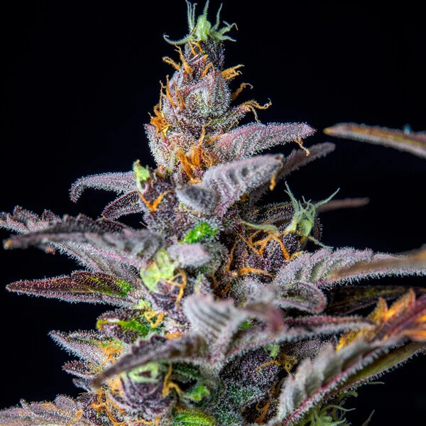 Royal Queen Seeds Semi di cannabis Anguria Auto