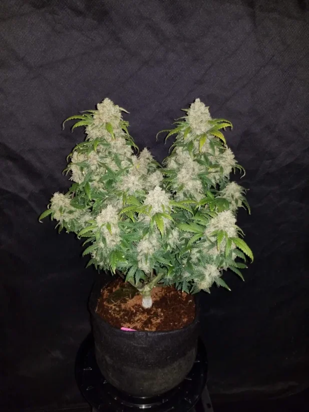 Fast Buds კანაფის თესლი Zkittlez Auto