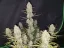 Μπισκότα Fast Buds Cannabis Seeds Tropicana Auto